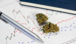 marijuana studies